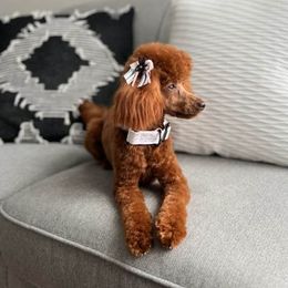 Jewels - Cavapoo