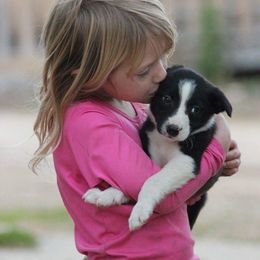 Border Collie Puppies from By Design Farm