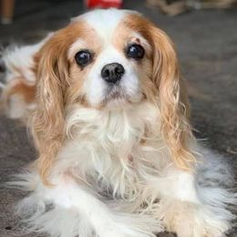 Cavalier King Charles Spaniels from Sweet Spirit Cavaliers
