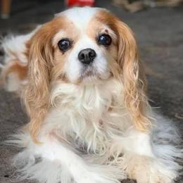 Cavalier King Charles Spaniels from Sweet Spirit Cavaliers