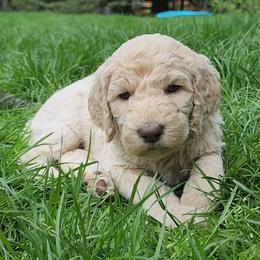 Cream Puff - Cream female Poodle puppy in Clayton, Washington from Short Legs & Curly Wags LLC