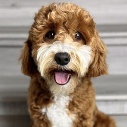Lola - Australian Labradoodle