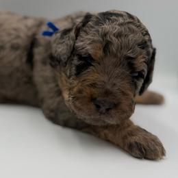 Flint - Merle male Saint Berdoodle puppy in Beach, North Dakota from Badland St. Berdoodles LLC