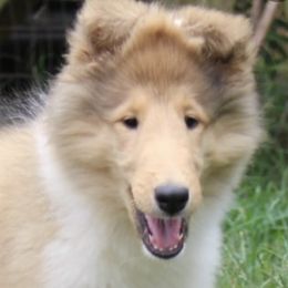 Collies from Bainwood Collies
