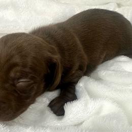 Magnolia - Chocolate female Dachshund puppy in Mesquite, Texas from AB Dachshund