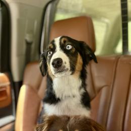 Remi - Black tri male Miniature Australian Shepherd puppy in Somerset, Kentucky from Natural Life Ranch