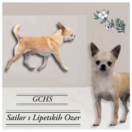 Chihuahua Puppies from Country Charm Chihuahuas