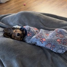 Dachshund Puppies from Aster Creek Kennel
