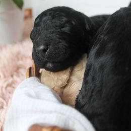 Goldendoodle Puppies from WNC Mountain Doodles