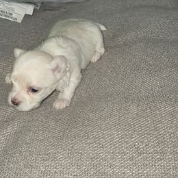 Luna - White Maltese puppy in Florida from Alina's Maltese