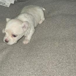 Luna - White Maltese puppy in Florida from Alina's Maltese