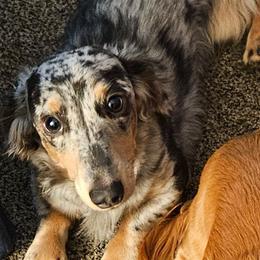 Slinky - Dachshund