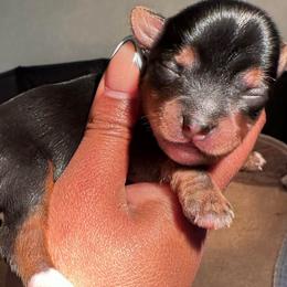 CKC Aspen - Black and tan male Yorkshire Terrier puppy in North Carolina from Many Minnie Yorkies