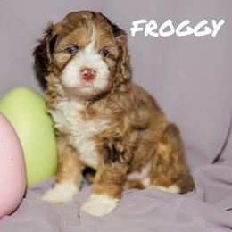 Froggy - Chocolate merle male Bernedoodle puppy in Gilbert, Arizona from Safe Havynn Doodles