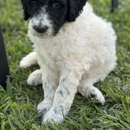 Lily - Black and white female Aussiedoodle puppy in Waelder, Texas from Aussiedoodles of Austin