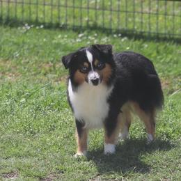Dally - Toy Australian Shepherd