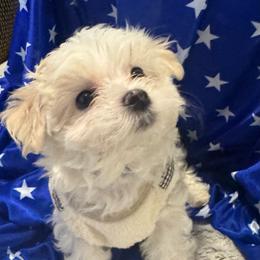 Tye Lombardi II - White and lemon male Maltese puppy in Houston, Texas from The Royal Furbabies