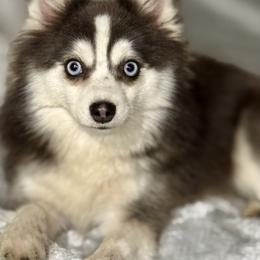 Tinni - Pomsky