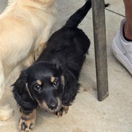 Tripp - Black and cream male Dachshund puppy in Oklahoma City, Oklahoma from OkieDoxieland Dachshunds