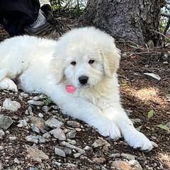 Bernedoodle and Pyredoodle Puppies from FDF Pyredoodles & Bernedoodles