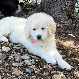 Bernedoodle and Pyredoodle Puppies from FDF Pyredoodles & Bernedoodles