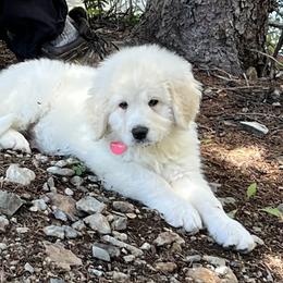 Bernedoodle and Pyredoodle Puppies from FDF Pyredoodles & Bernedoodles
