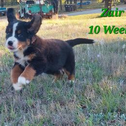 Zair - Tri-color male Bernese Mountain Dog puppy in Shawnee, Oklahoma from Little House