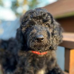 Fern - Black female Goldendoodle puppy in Osage City, Kansas from Golden Ridge Goldens