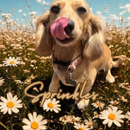 Sprinkles - Dachshund