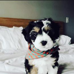 Aussiedoodle Puppies from Aunt Mae’s doodles