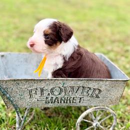 Paris - Brown and white female Aussiedoodle puppy in Dunn, North Carolina from Sandy Creek Kennels