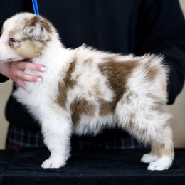 Australian Shepherd, Miniature American Shepherd, Miniature Australian Shepherd, and Toy Australian Shepherd Puppies from Painted Blue Aussies