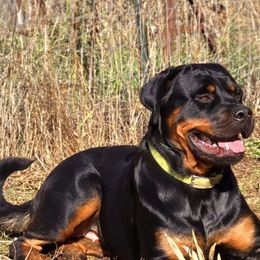 Rottweiler puppies from C&C Royal Rottweilers