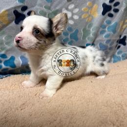 Merle male - Blue merle and white male American Corgi puppy in Carthage, Texas from Rafter C Ranch Doxies