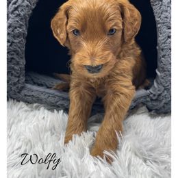 Wolfy - Red  male Goldendoodle puppy in State Road, North Carolina from Must Love Doodles