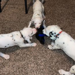 Dalmatian Puppies from The Exquisite Dalmatians