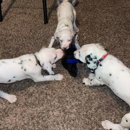 Dalmatian Puppies from The Exquisite Dalmatians