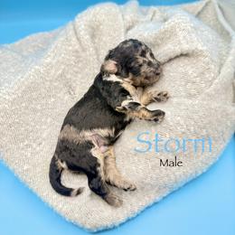 Storm - Merle male Goldendoodle puppy in Rome, Georgia from Victoria’s Designer Doodles