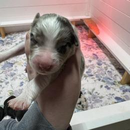 Crowley - Blue merle male Australian Shepherd puppy in Massachusetts from Knauer Australian Shepherds