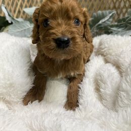 Ember - Red male Cockapoo puppy in Mississippi from Ewing Acres