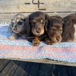 Dachshund Puppies from 4E Dachshunds