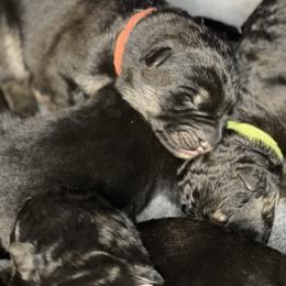 German Shepherd Puppies from Saylor Shepherds