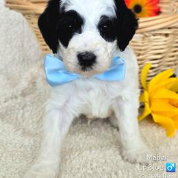 Lt Blue - Parti male Goldendoodle puppy in Rockledge, Florida from Stormie's Doodles