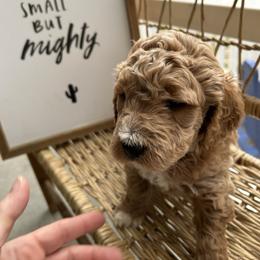 Blizzard - Apricot male Goldendoodle puppy in Camden, North Carolina from Oopsie Doodles of NC