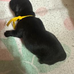 Boy, yellow collar - Brindle male Dachshund puppy in Polson, Montana from Little Miss Dachshunds of Montana