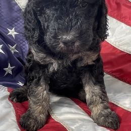 Light Blue (Female) Charlie's Pup - Goldendoodle puppy in Ozark, Arkansas from Mulberry River Poodles and Doodles, LLC.