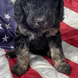 Light Blue (Female) Charlie's Pup - Goldendoodle puppy in Ozark, Arkansas from Mulberry River Poodles and Doodles, LLC.