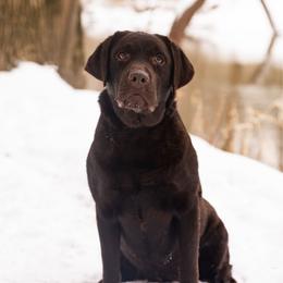 Kia - Labrador Retriever
