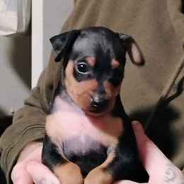 CHANCE - Black and tan male Miniature Pinscher puppy in Cincinnati, Ohio from ALL AMERICAN K9 LLC