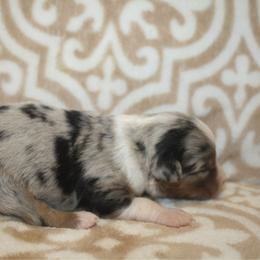 Breeze - Blue merle male Miniature Australian Shepherd puppy in Licking, Missouri from Burnett Aussies